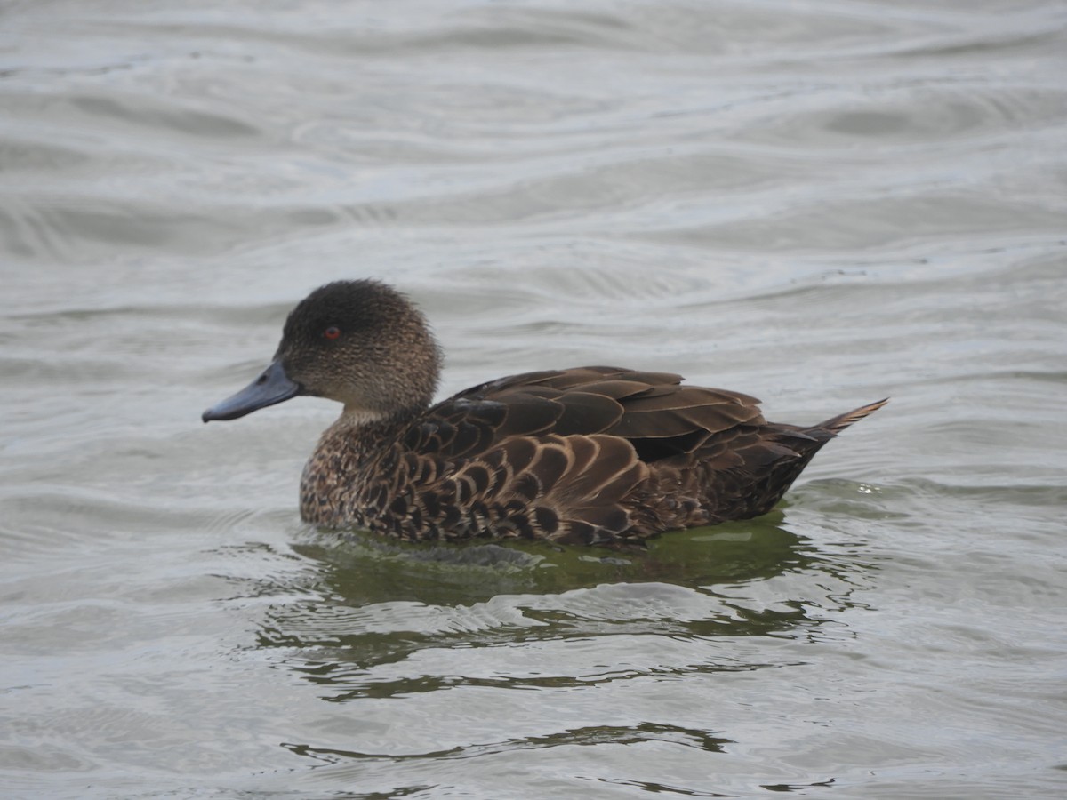 Chestnut Teal - ML645672919
