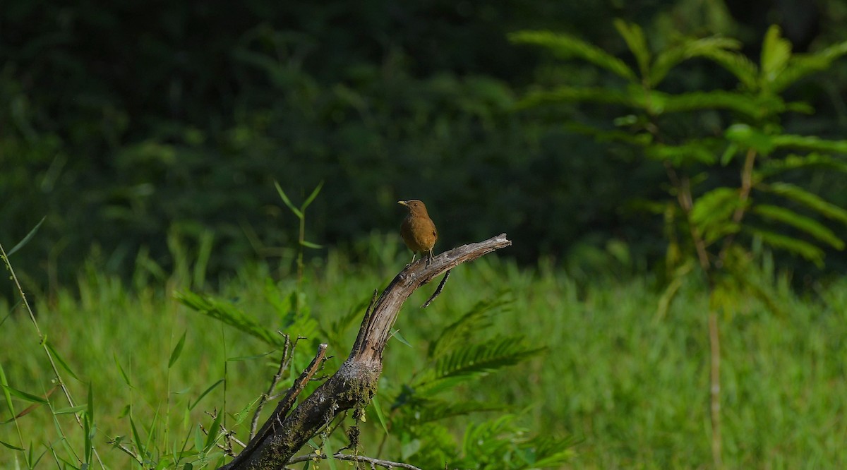 Merle fauve - ML645672926