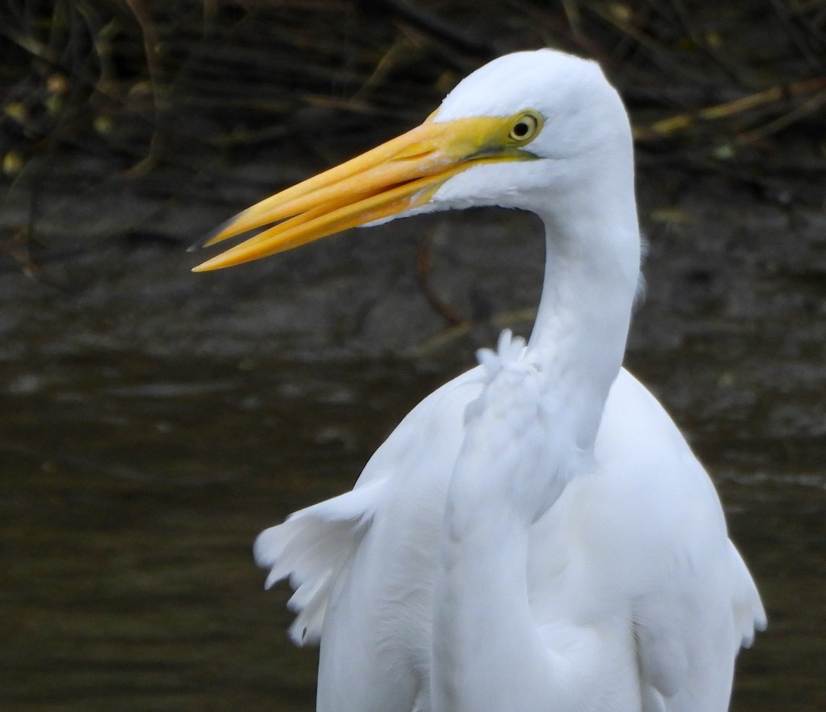 Great Egret - ML645672927