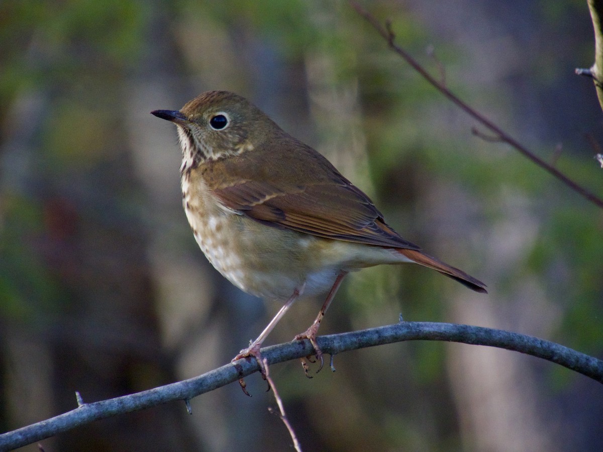 Hermit Thrush - ML645672930