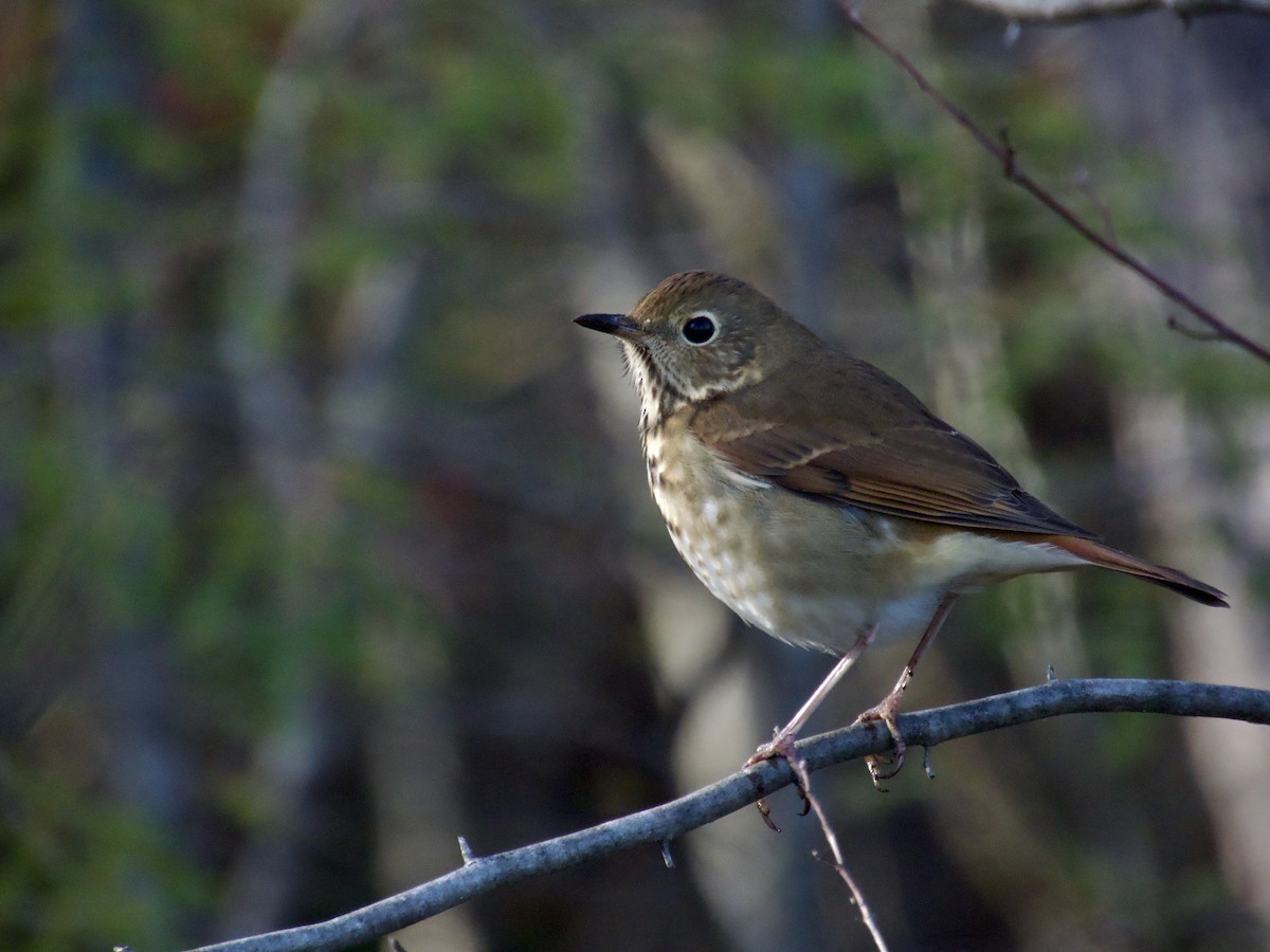 Hermit Thrush - ML645672932