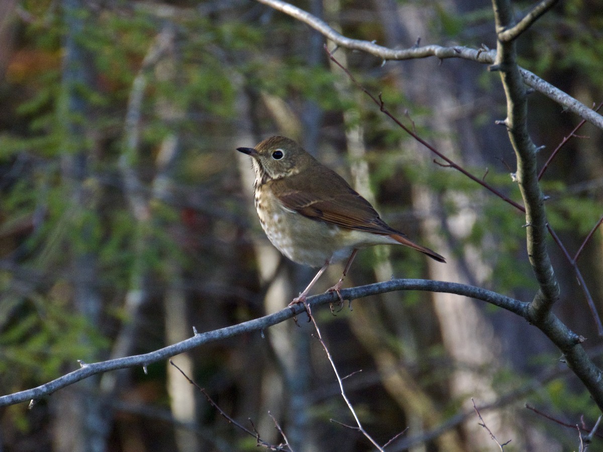 Hermit Thrush - ML645672933
