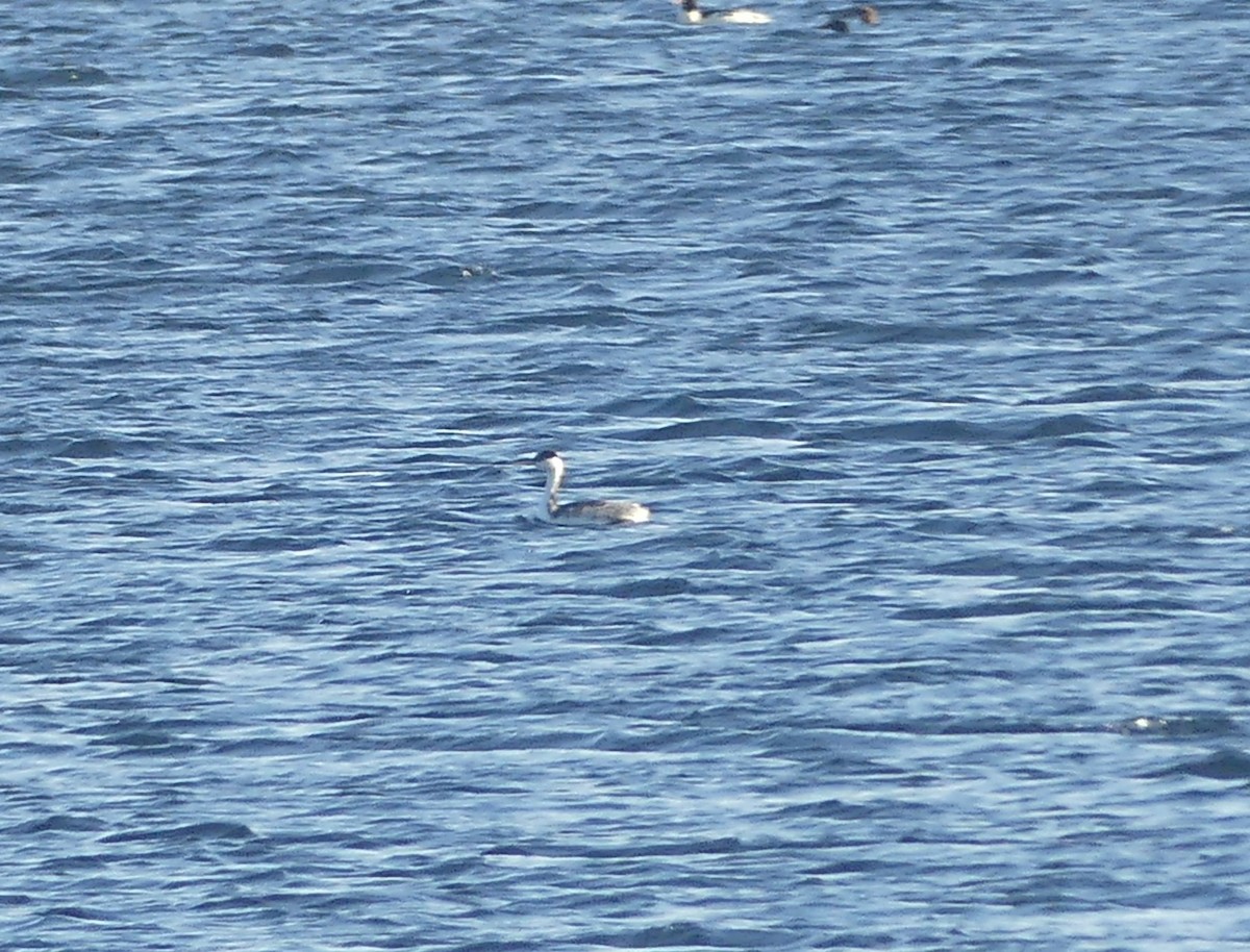 Western Grebe - ML645672936