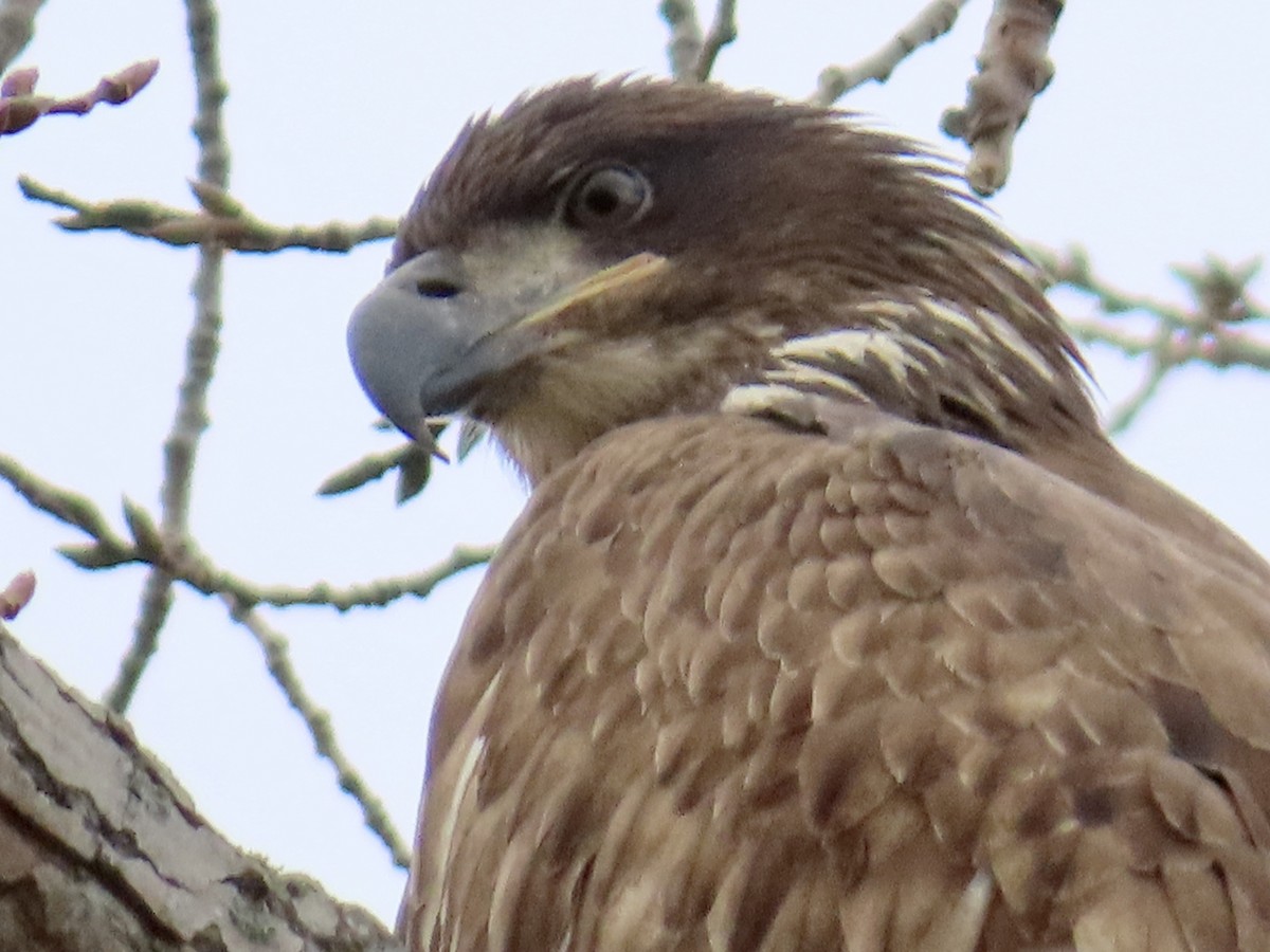 Bald Eagle - ML645672938