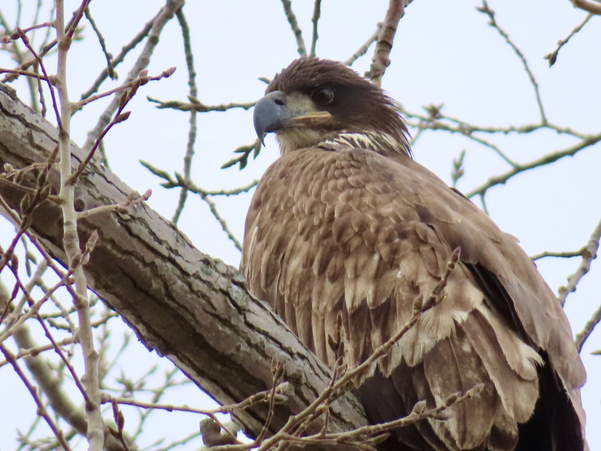 Bald Eagle - ML645672939