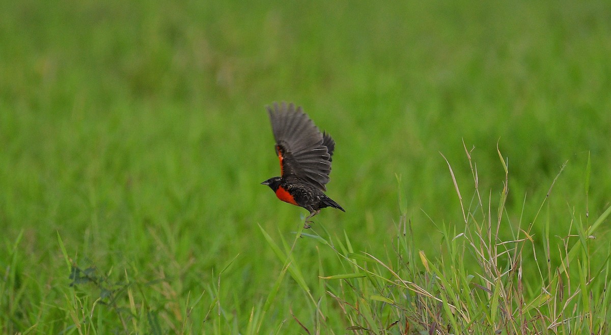 Red-breasted Meadowlark - ML645672940