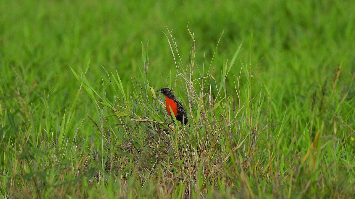 Red-breasted Meadowlark - ML645672941