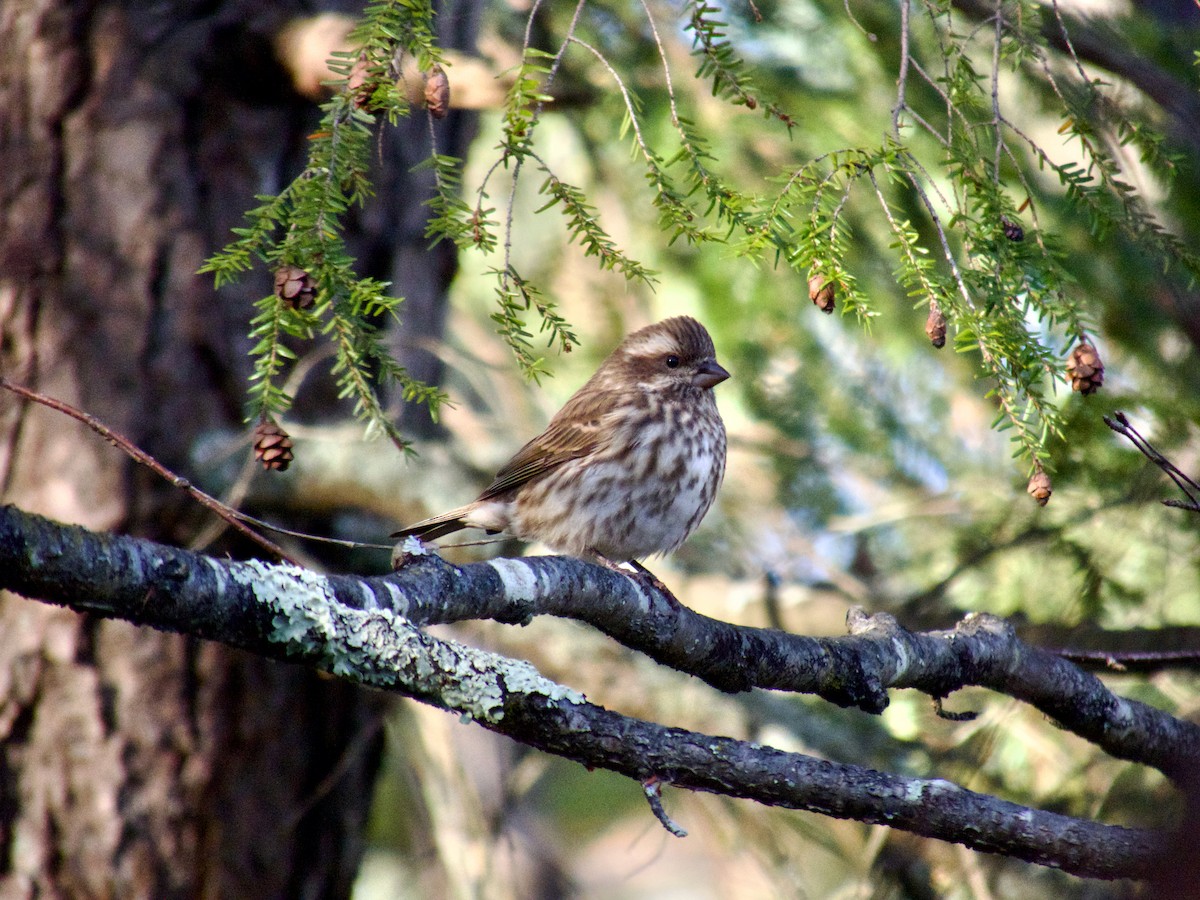 Purple Finch - ML645672943