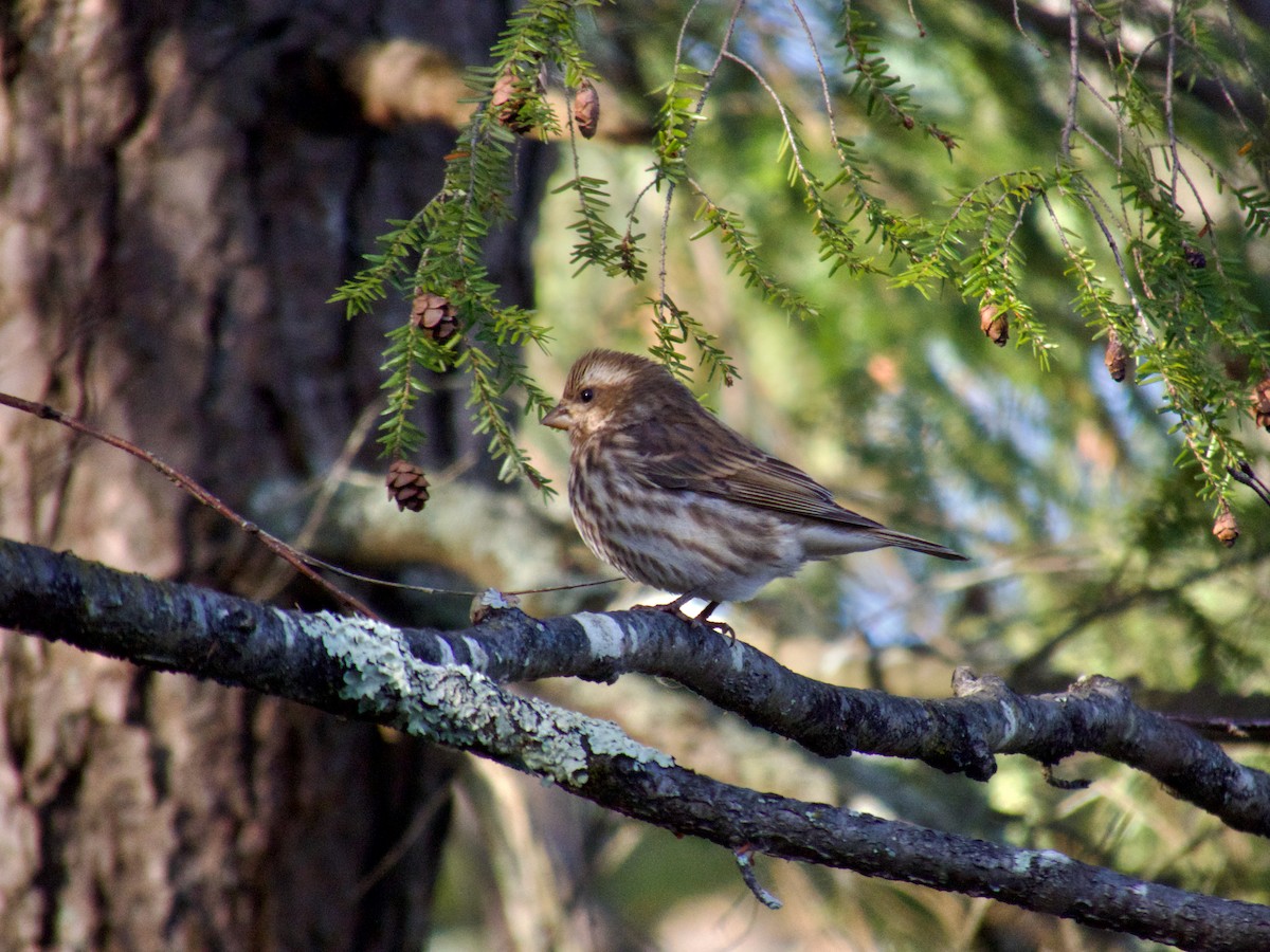 Purple Finch - ML645672944