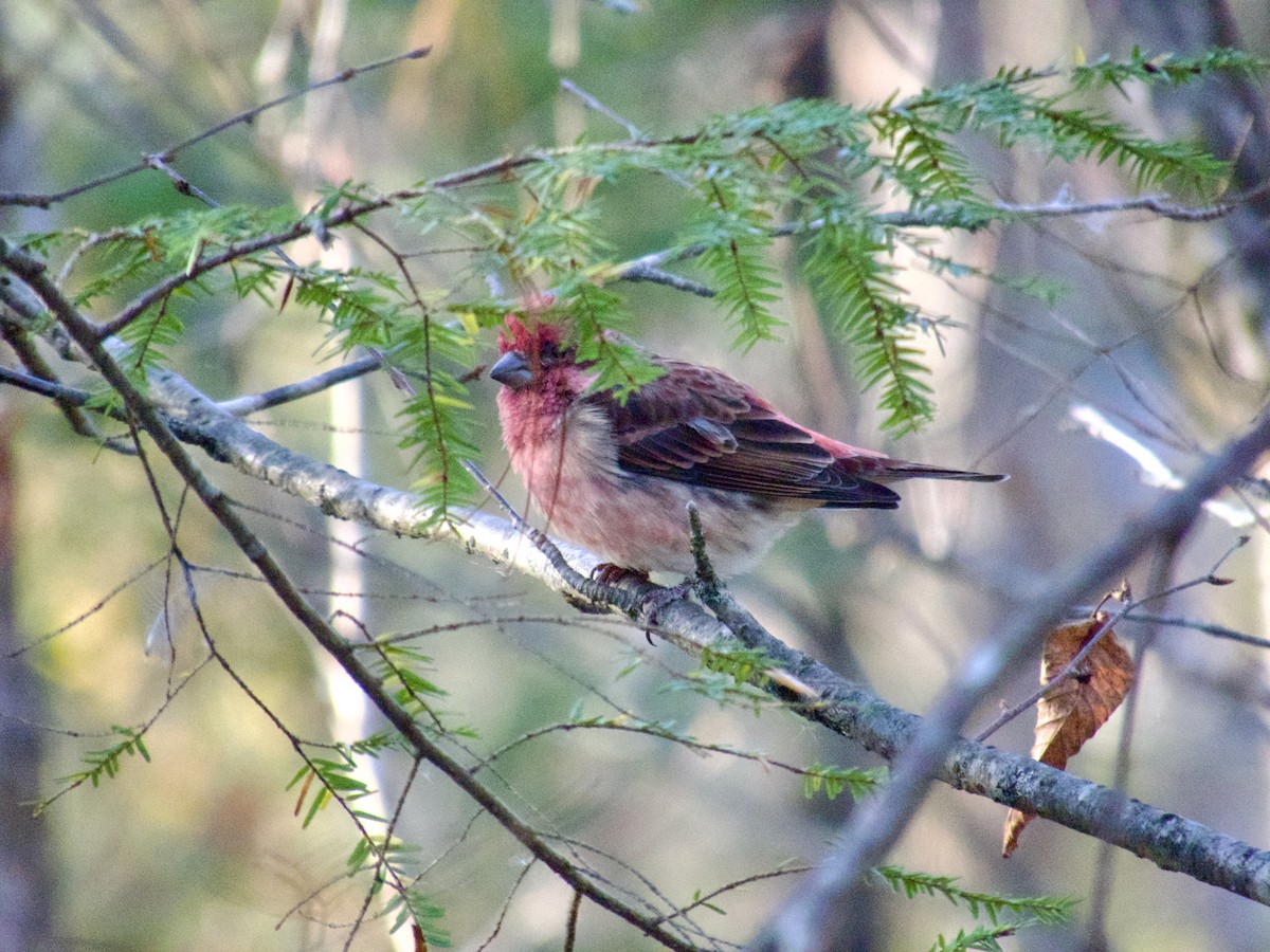 Purple Finch - ML645672945