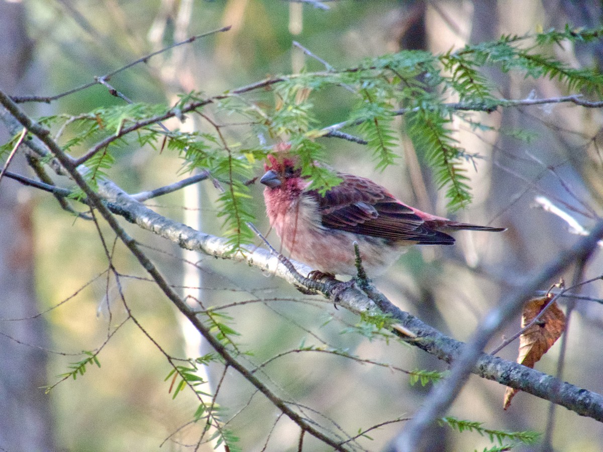 Purple Finch - ML645672946