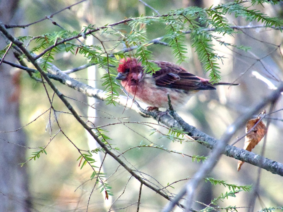 Purple Finch - ML645672947