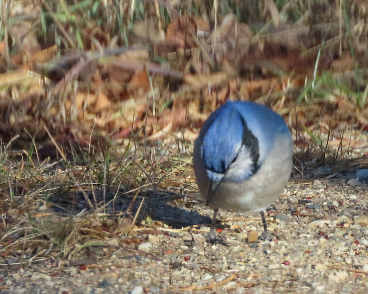 Blue Jay - ML645672966