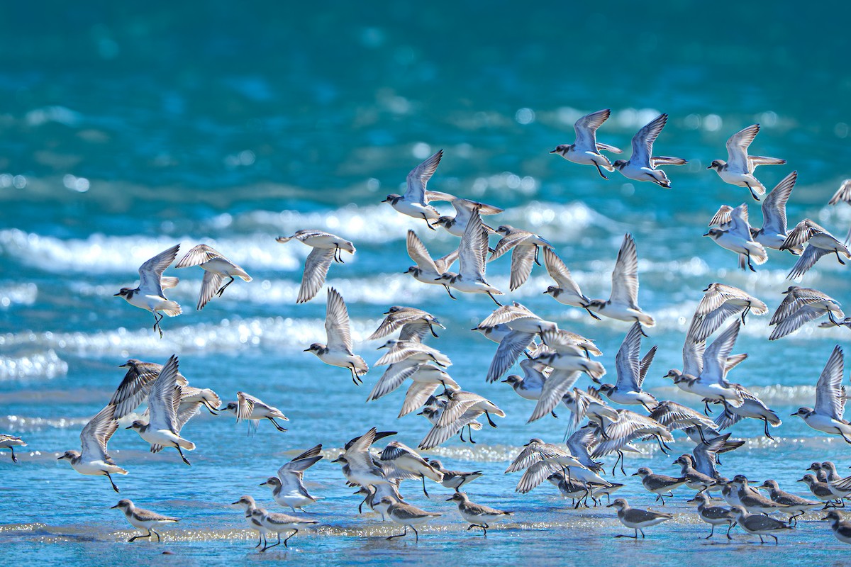 Tibetan Sand-Plover - ML645672967