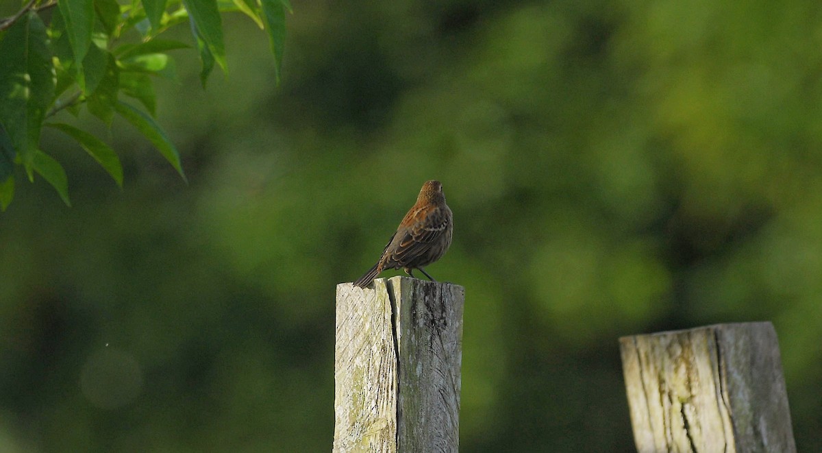 Red-winged Blackbird - ML645672970