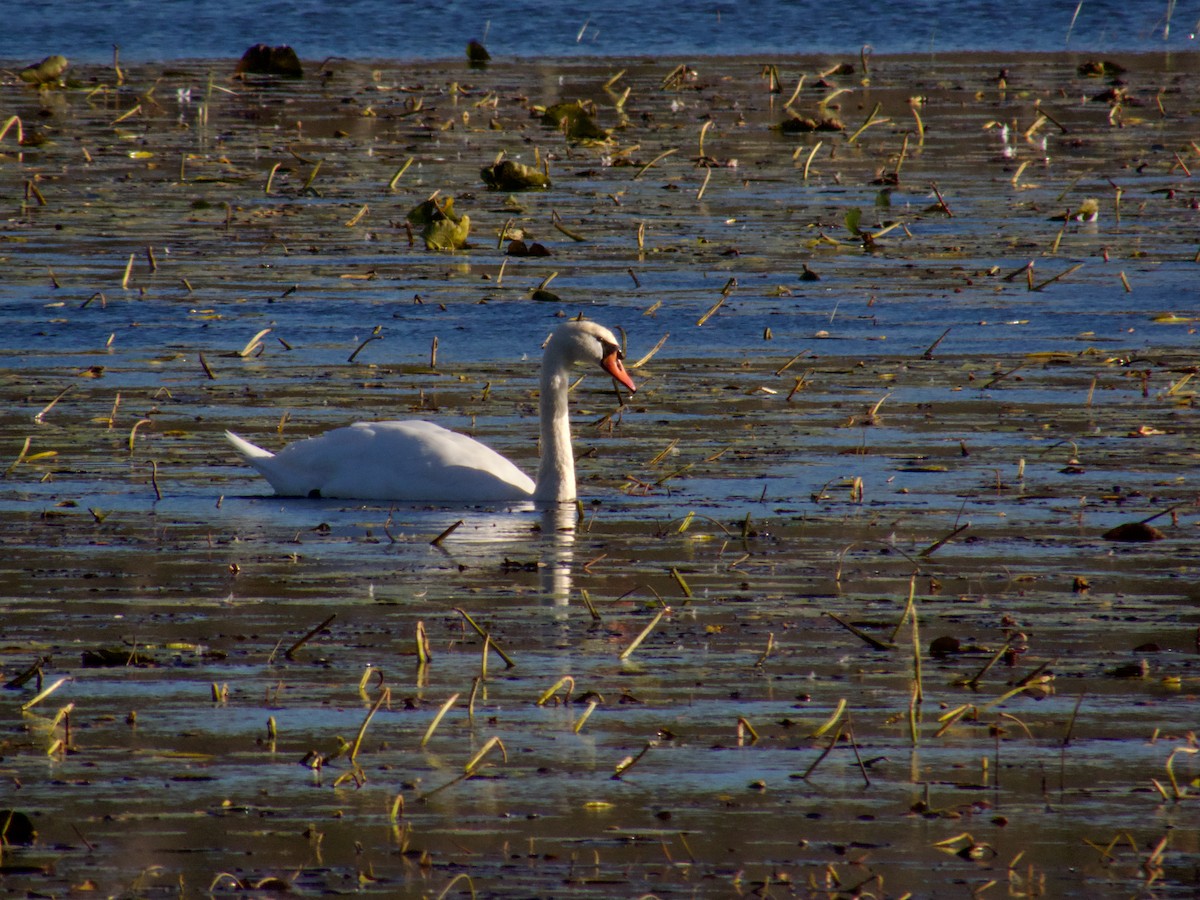 Mute Swan - ML645672971