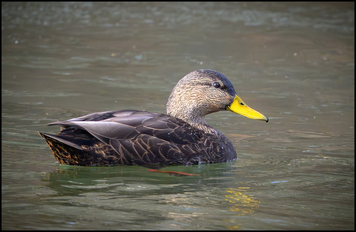 American Black Duck - ML645672973