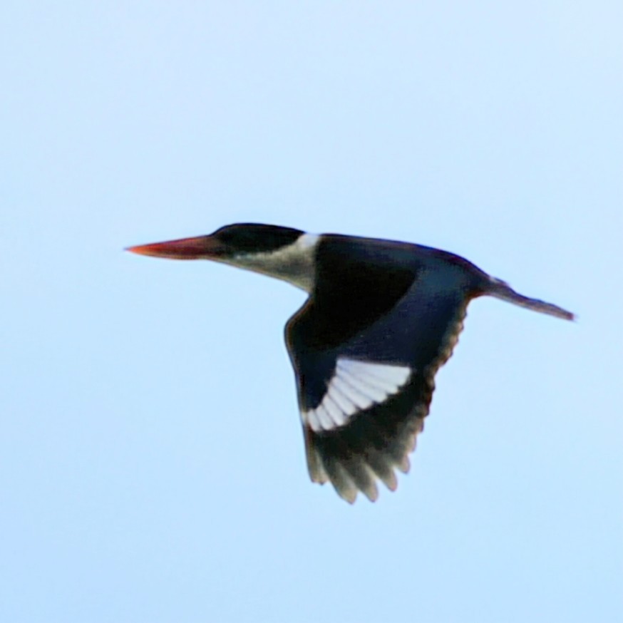 黑頭翡翠 - ML645672975