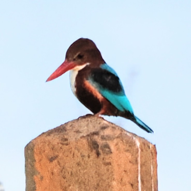 蒼翡翠 - ML645672976