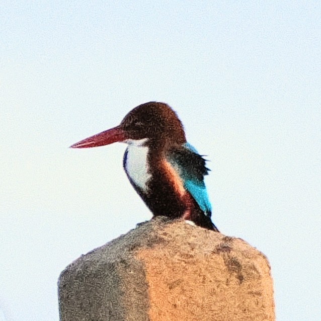 蒼翡翠 - ML645672977