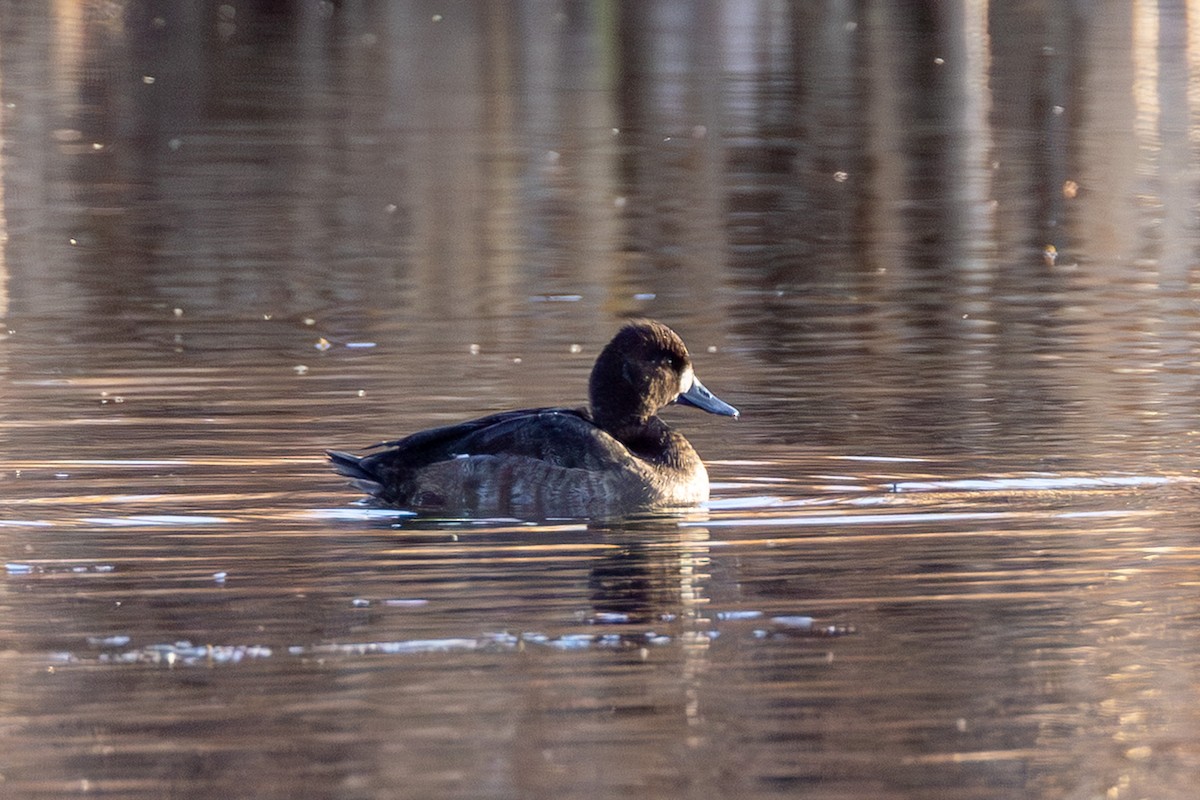 小斑背潛鴨 - ML645672984