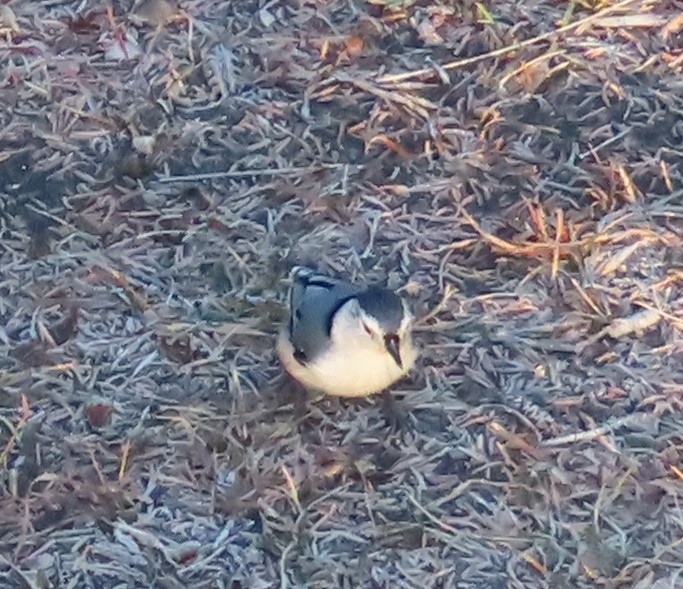White-breasted Nuthatch - ML645672985