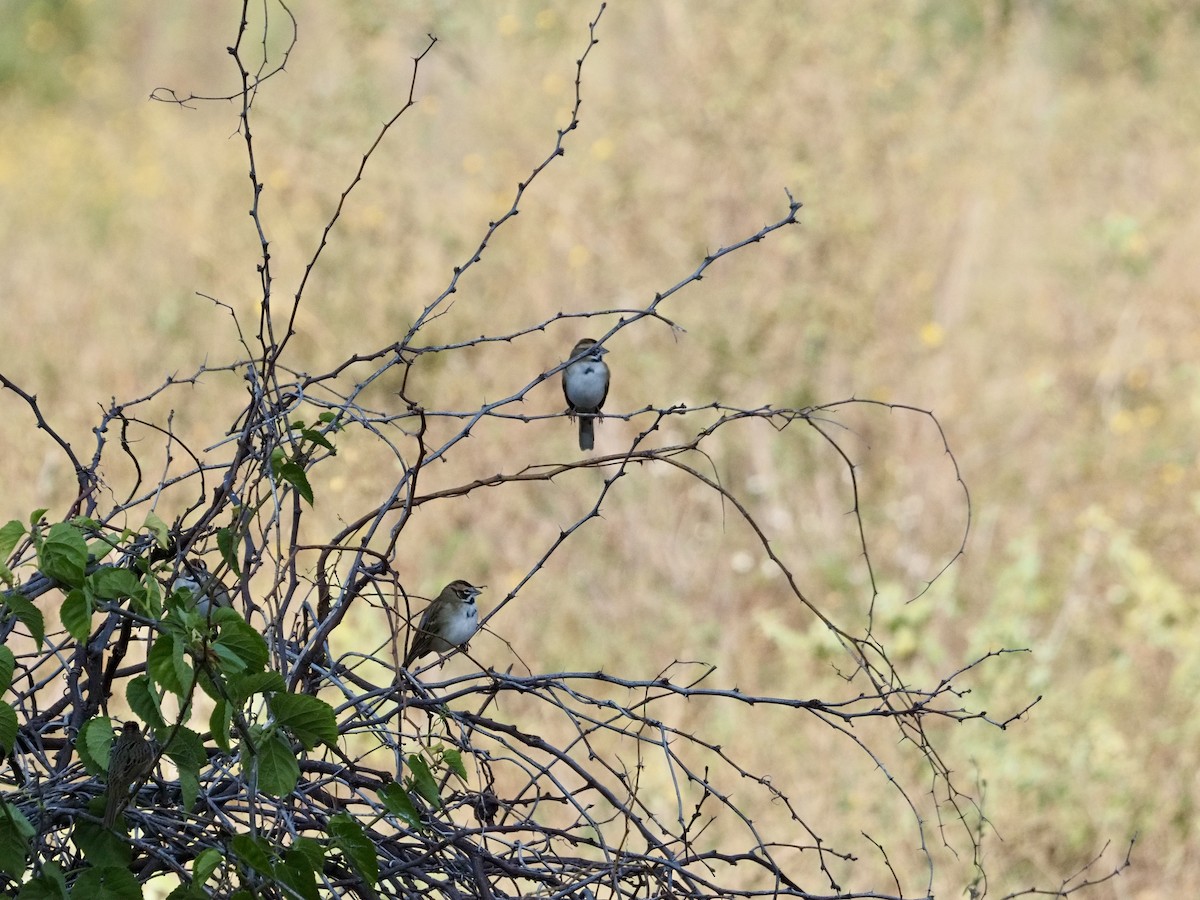 Lark Sparrow - ML645672997