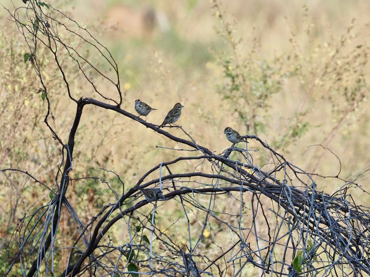 Lark Sparrow - ML645672998