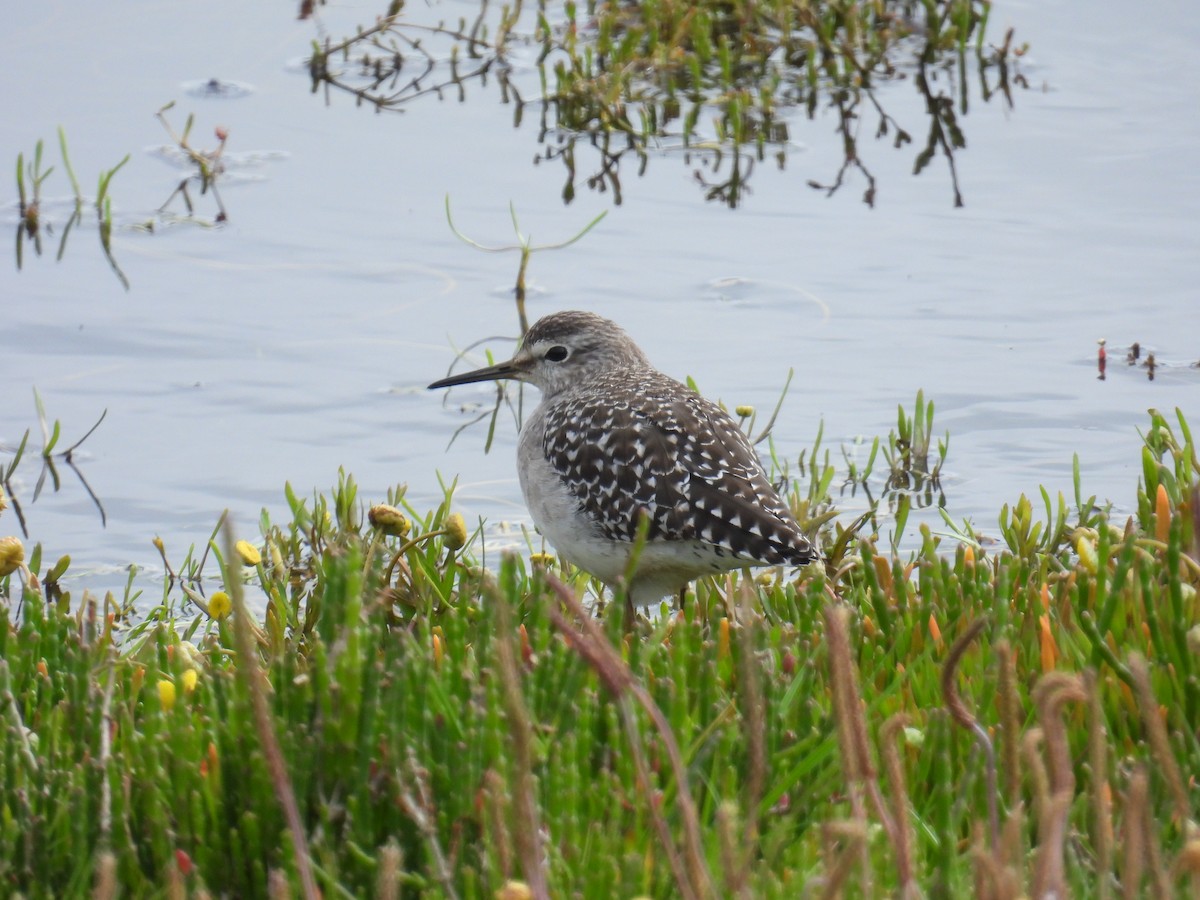 タカブシギ - ML645673017
