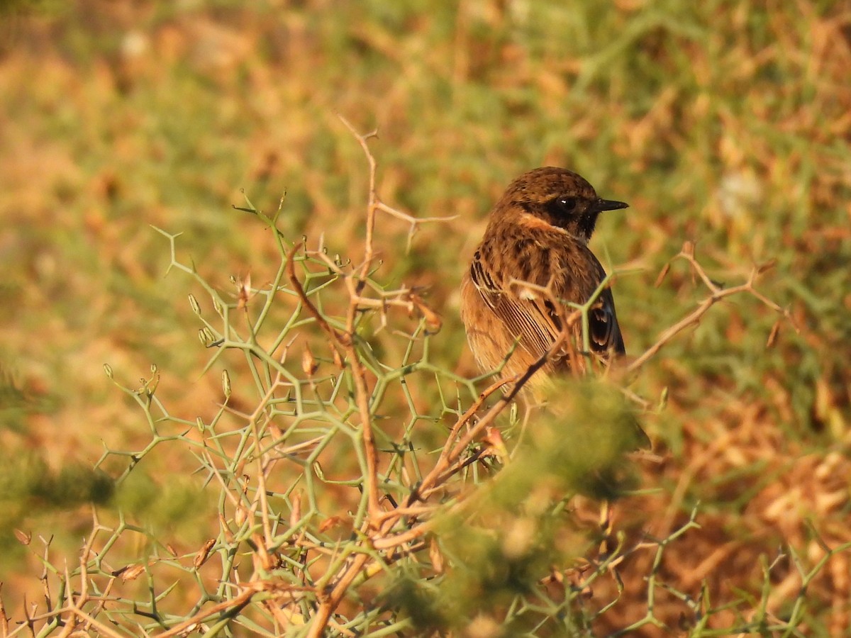 European Stonechat - ML645673021