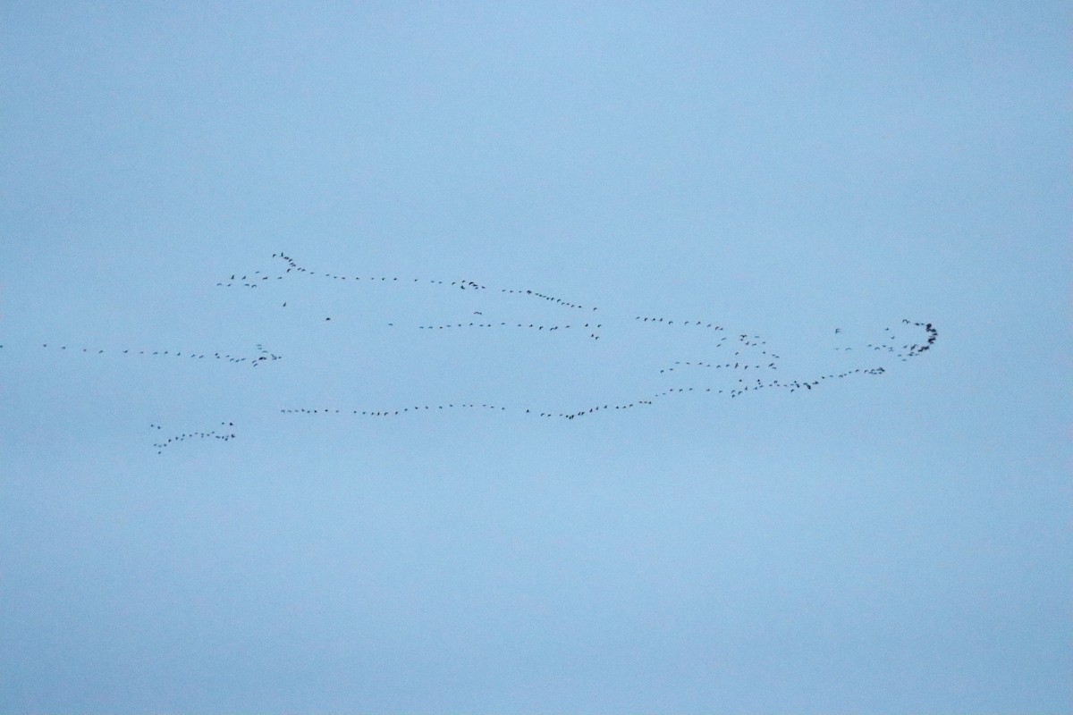 小加拿大雁 - ML645673027