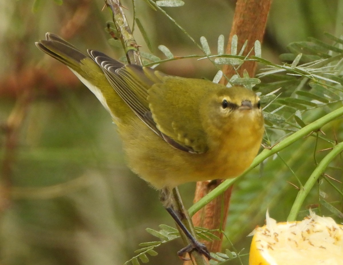 Червоїд світлобровий - ML645673037