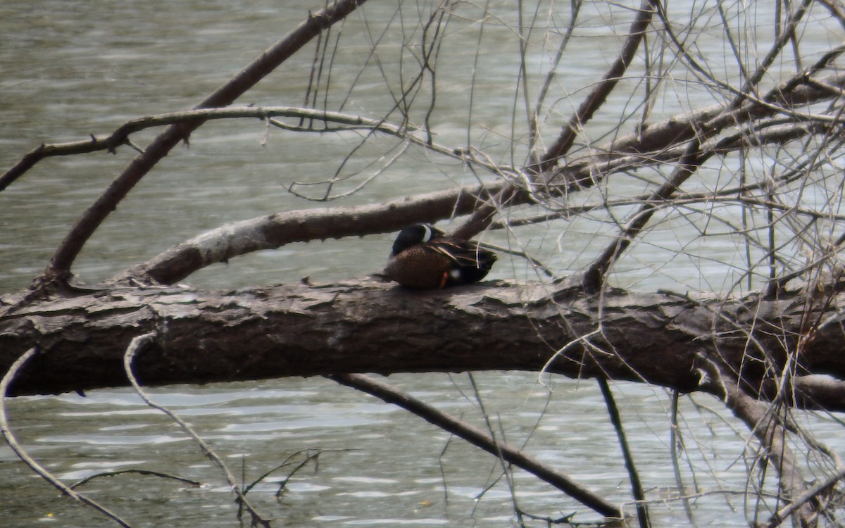 Blue-winged Teal - ML645673041