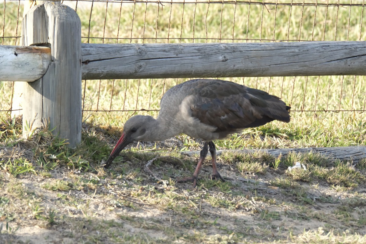 Hadada Ibis - ML645673051