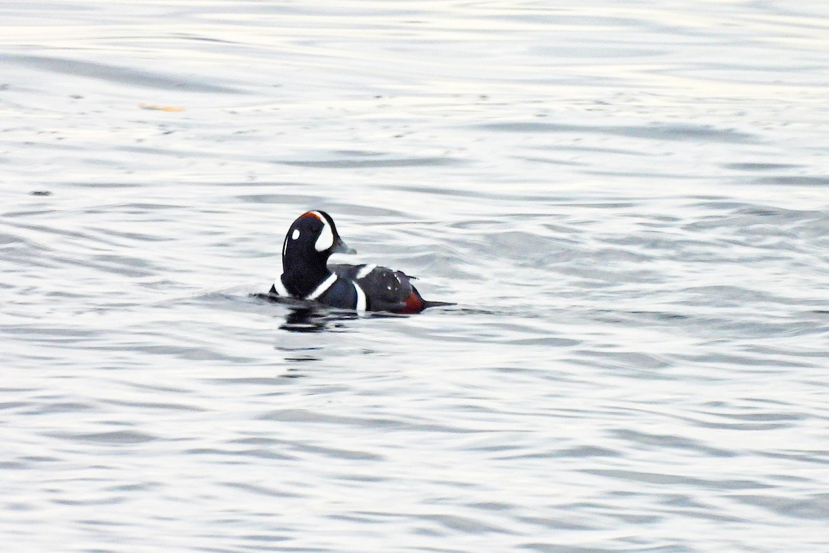 Harlequin Duck - ML645673054