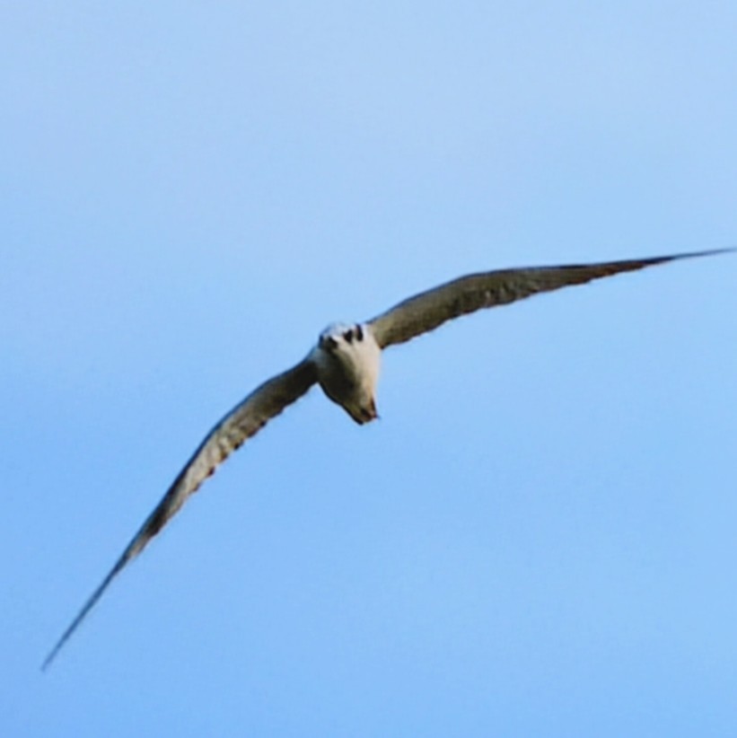 黑腹燕鷗 - ML645673057