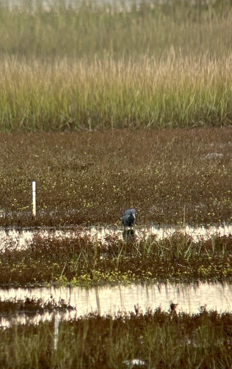 Little Blue Heron - ML645673060