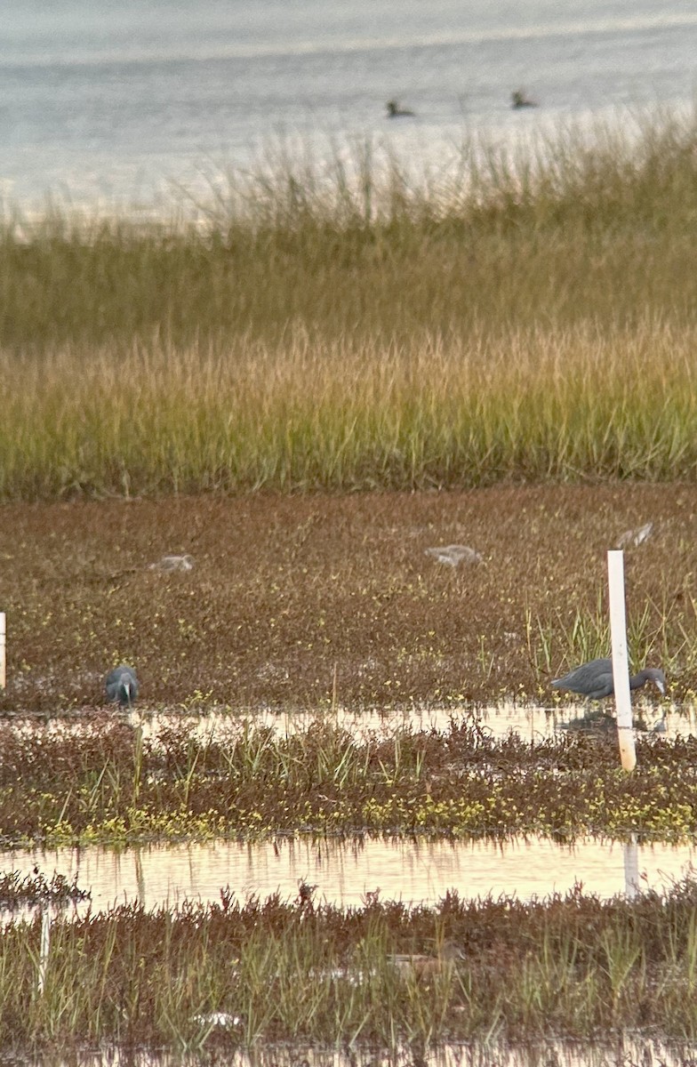 Little Blue Heron - ML645673061