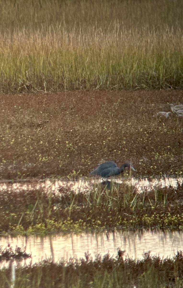 Little Blue Heron - ML645673062