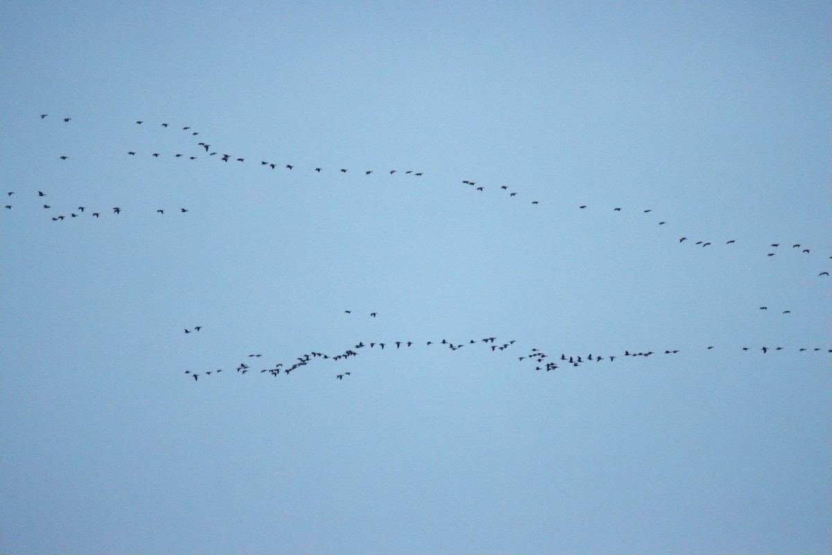 小加拿大雁 - ML645673063