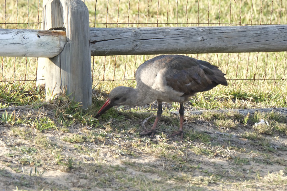 Hadada Ibis - ML645673067