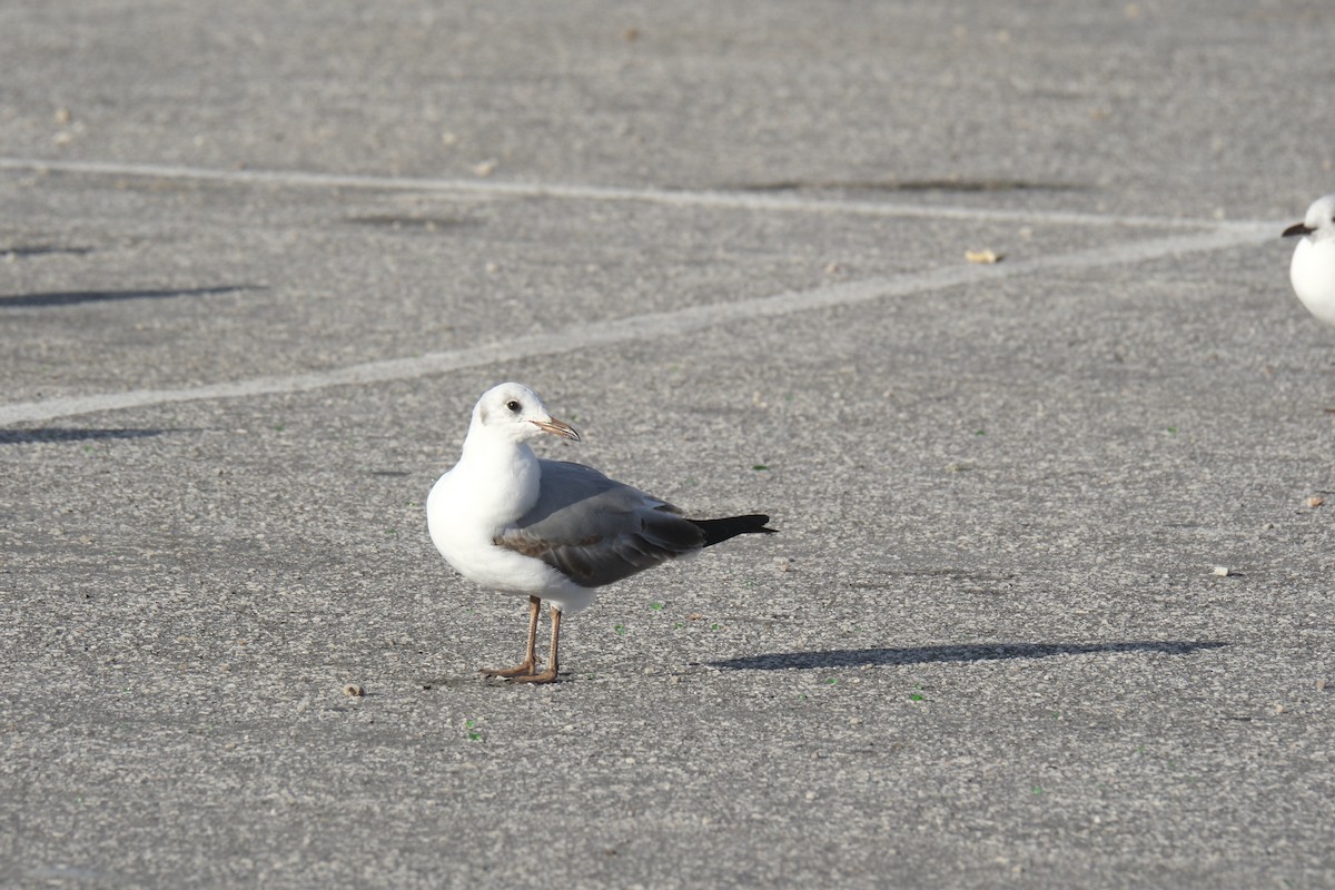 Gray-hooded Gull - ML645673078