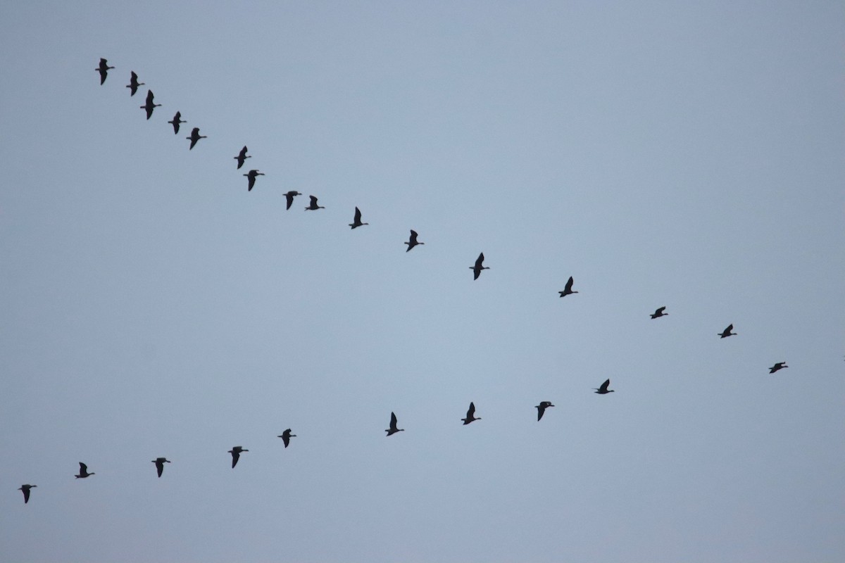 小加拿大雁 - ML645673082