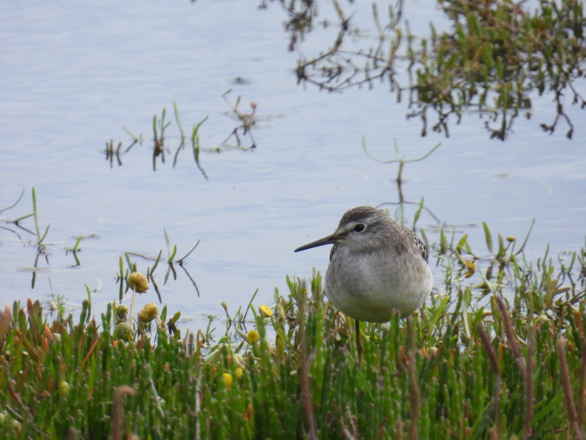 タカブシギ - ML645673092