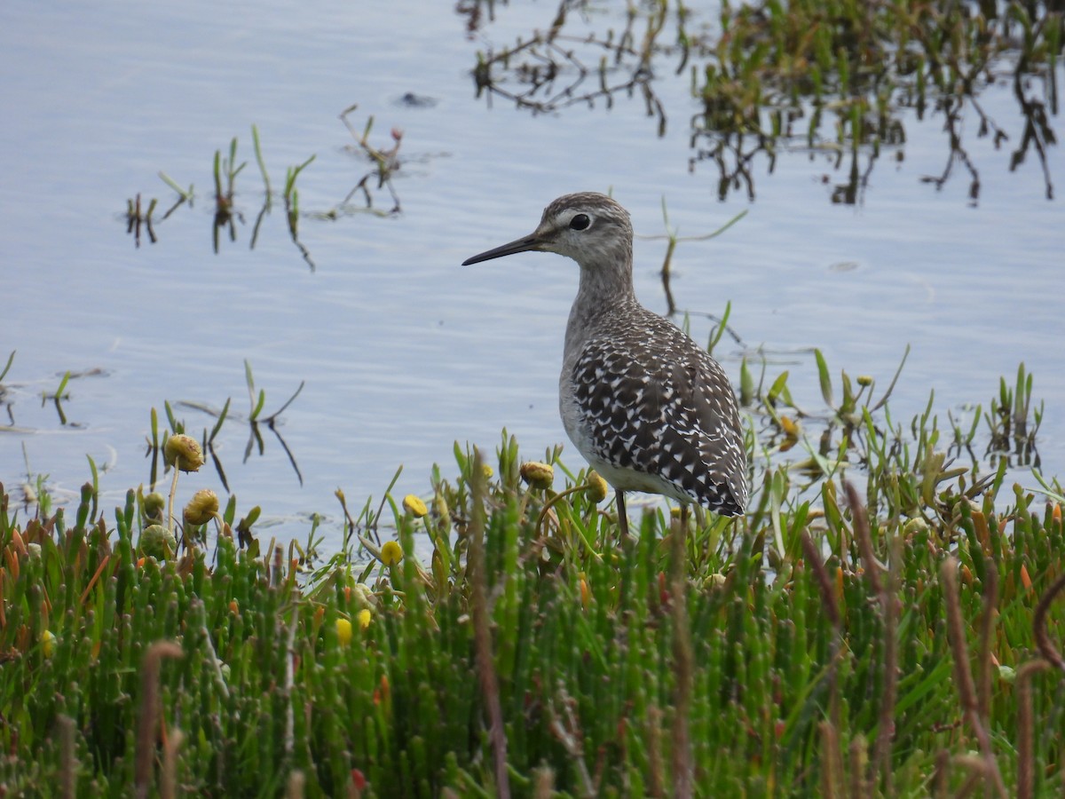 タカブシギ - ML645673093