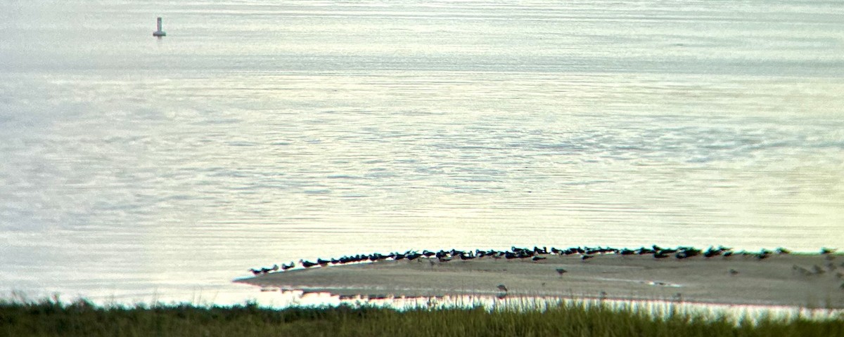 Black Skimmer - ML645673105