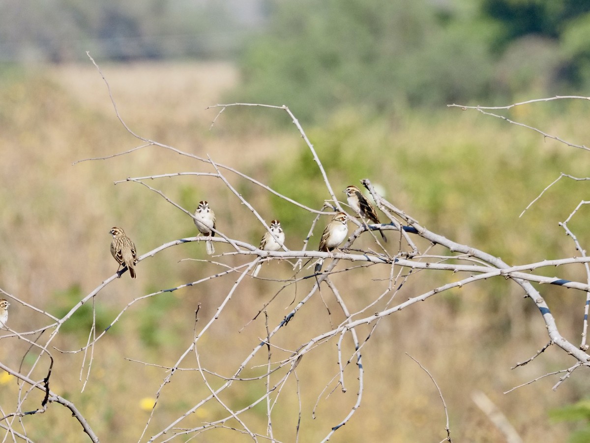 Lark Sparrow - ML645673106