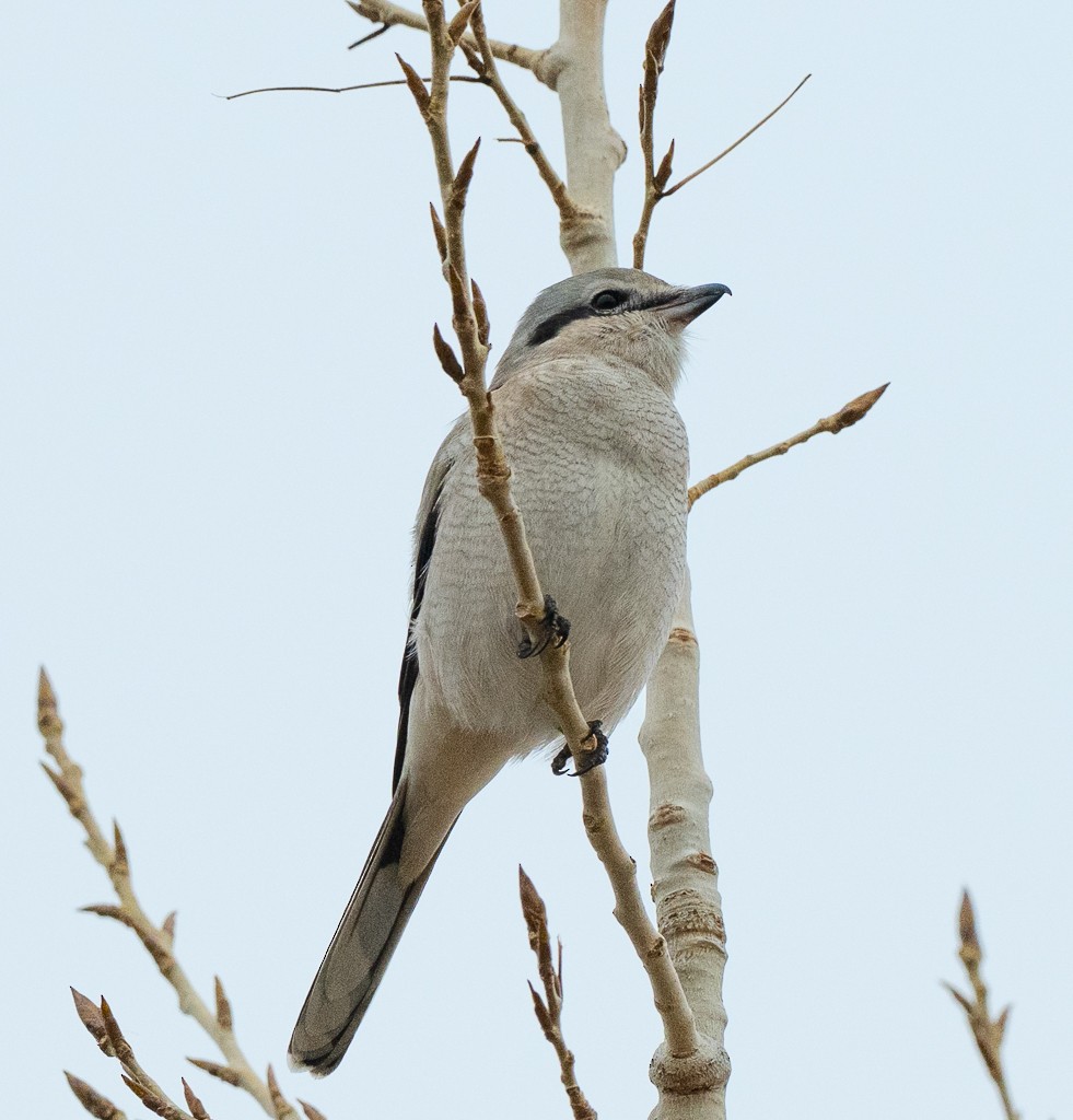 ťuhýk severní - ML645673111