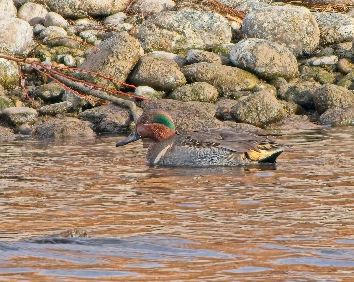 čírka obecná - ML645673114