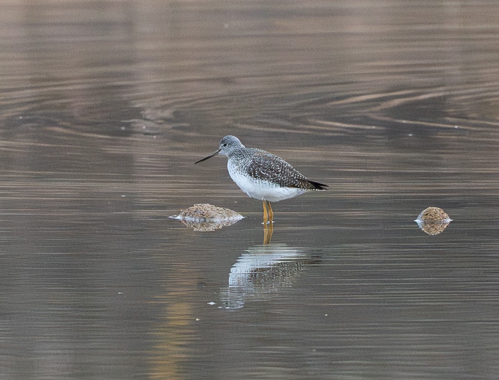 Greater Yellowlegs - ML645673117